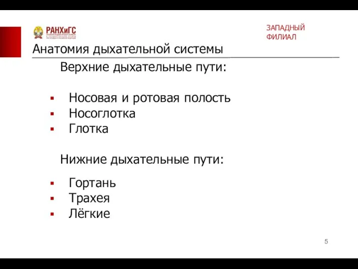 Верхние дыхательные пути: Носовая и ротовая полость Носоглотка Глотка Нижние дыхательные пути: