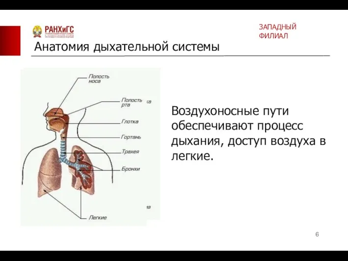 Анатомия дыхательной системы ЗАПАДНЫЙ ФИЛИАЛ Воздухоносные пути обеспечивают процесс дыхания, доступ воздуха в легкие.