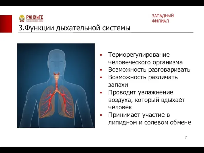 Терморегулирование человеческого организма Возможность разговаривать Возможность различать запахи Проводит увлажнение воздуха, который