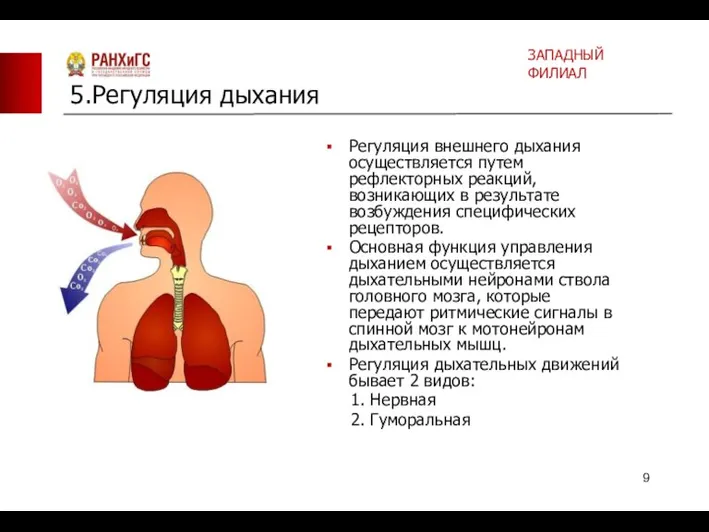 Регуляция внешнего дыхания осуществляется путем рефлекторных реакций, возникающих в результате возбуждения специфических