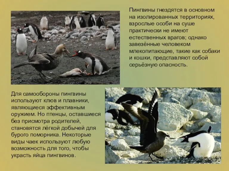 Пингвины гнездятся в основном на изолированных территориях, взрослые особи на суше практически