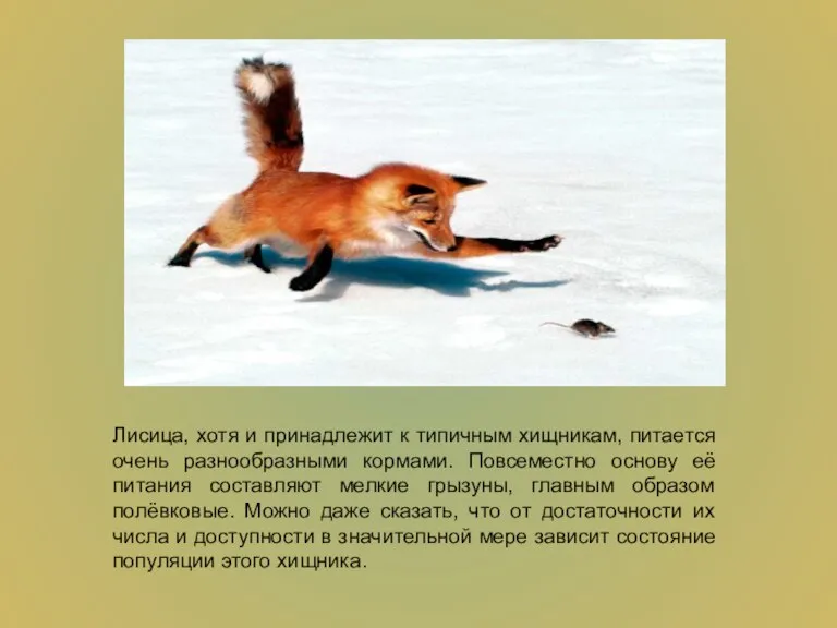 Лисица, хотя и принадлежит к типичным хищникам, питается очень разнообразными кормами. Повсеместно