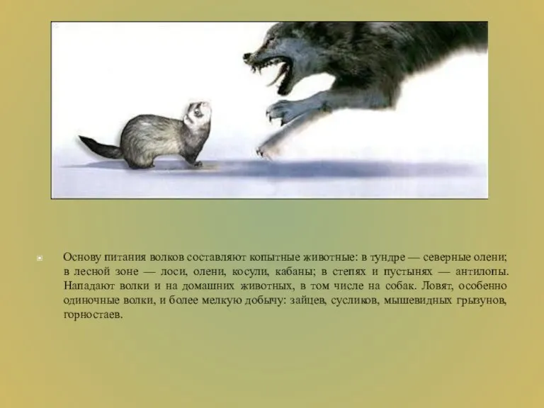 Основу питания волков составляют копытные животные: в тундре — северные олени; в