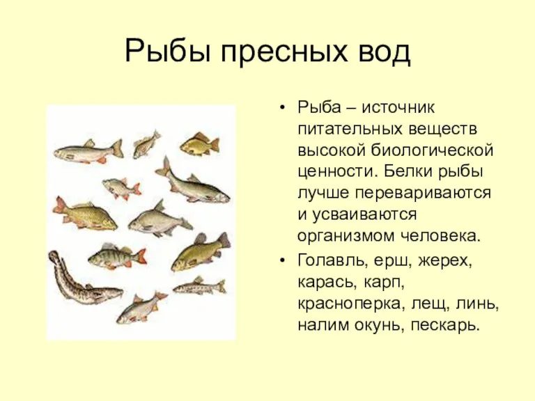 Рыбы пресных вод Рыба – источник питательных веществ высокой биологической ценности. Белки