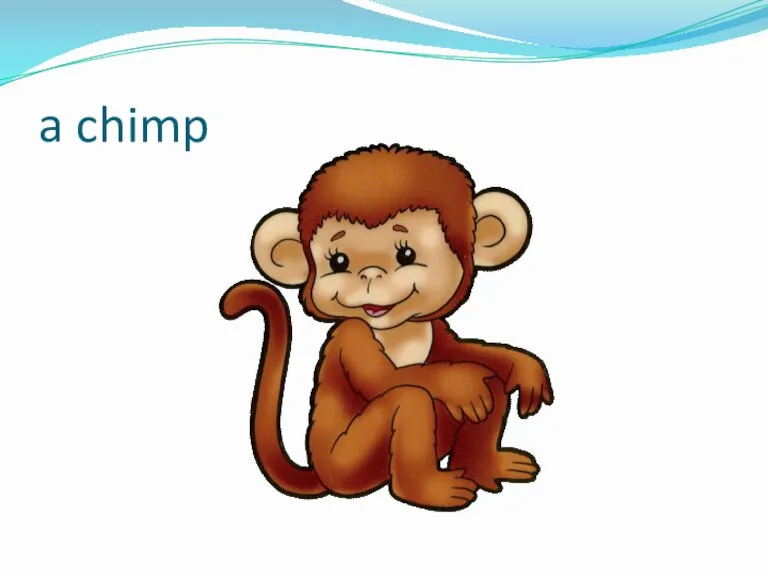 a chimp