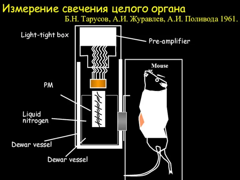 Измерение свечения целого органа Pre-amplifier Light-tight box Liquid nitrogen PM Dewar vessel