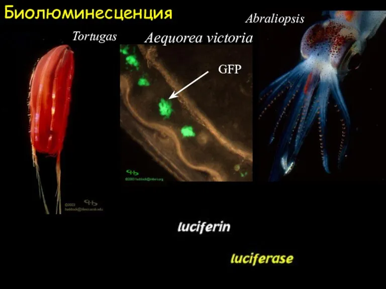 Биолюминесценция Aequorea victoria GFP Tortugas Hydroid Abraliopsis