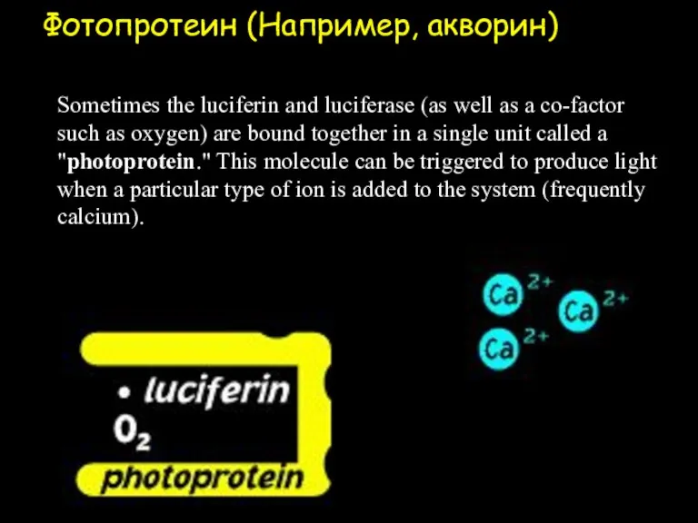 Фотопротеин (Например, акворин) Sometimes the luciferin and luciferase (as well as a