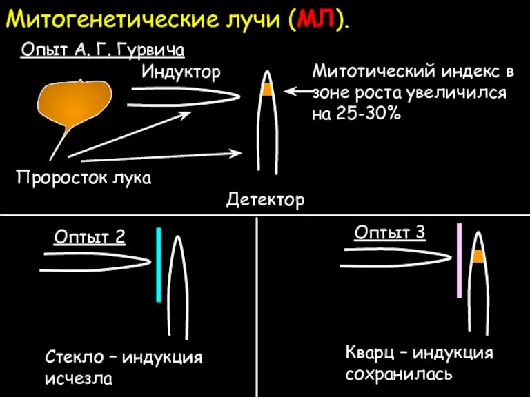 Митогенетические лучи (МЛ).