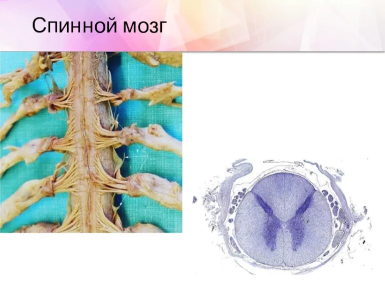 Спинной мозг