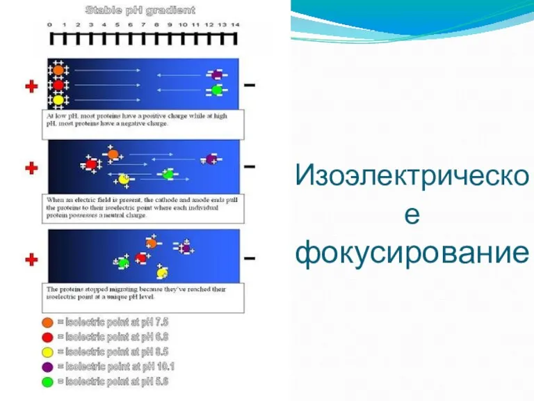 Изоэлектрическое фокусирование