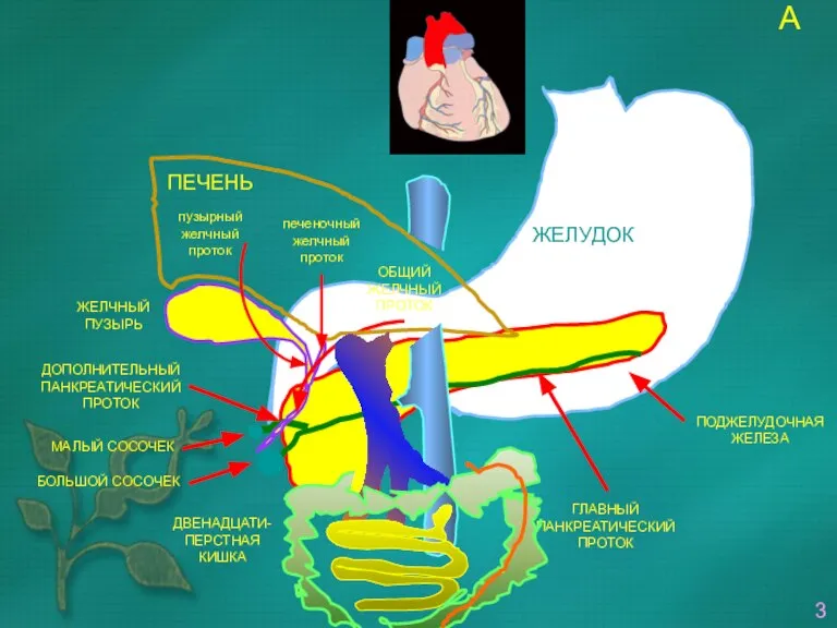 ЖЕЛУДОК ПОДЖЕЛУДОЧНАЯ ЖЕЛЕЗА ЖЕЛЧНЫЙ ПУЗЫРЬ ДВЕНАДЦАТИ- ПЕРСТНАЯ КИШКА ГЛАВНЫЙ ПАНКРЕАТИЧЕСКИЙ ПРОТОК ДОПОЛНИТЕЛЬНЫЙ