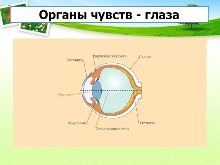 Органы чувств - глаза