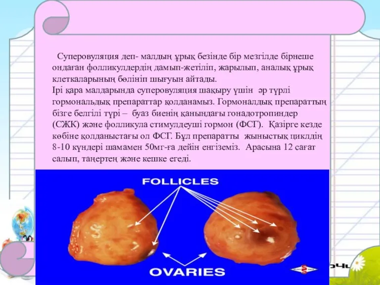 Суперовуляция деп- малдың ұрық безінде бір мезгілде бірнеше ондаған фолликулдердің дамып-жетіліп, жарылып,