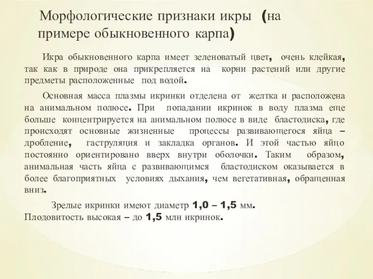 Морфологические признаки икры (на примере обыкновенного карпа) Икра обыкновенного карпа имеет зеленоватый