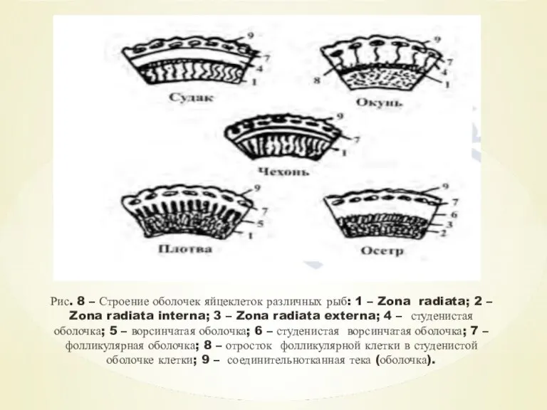 Рис. 8 – Строение оболочек яйцеклеток различных рыб: 1 – Zona radiata;