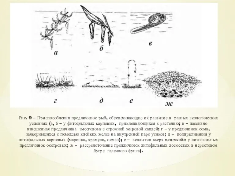 Рис. 9 – Приспособления предличинок рыб, обеспечивающие их развитие в разных экологических