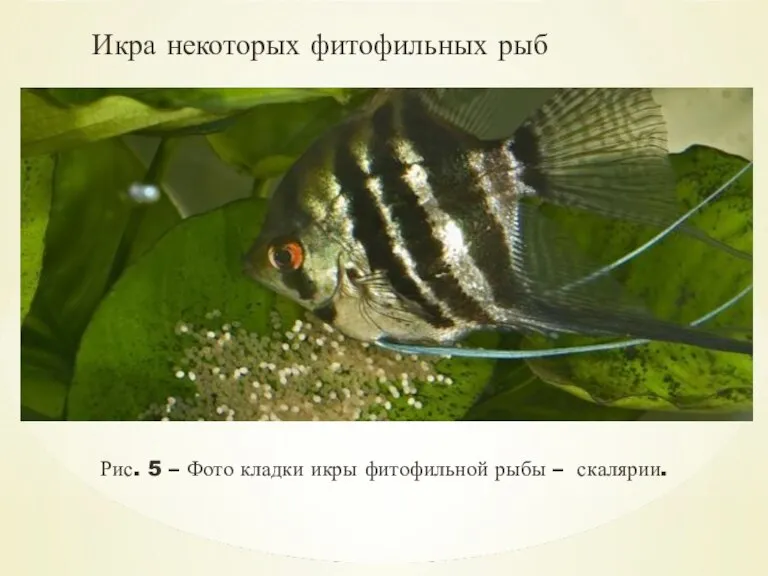 Икра некоторых фитофильных рыб Рис. 5 – Фото кладки икры фитофильной рыбы – скалярии.