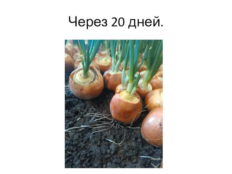 Через 20 дней.