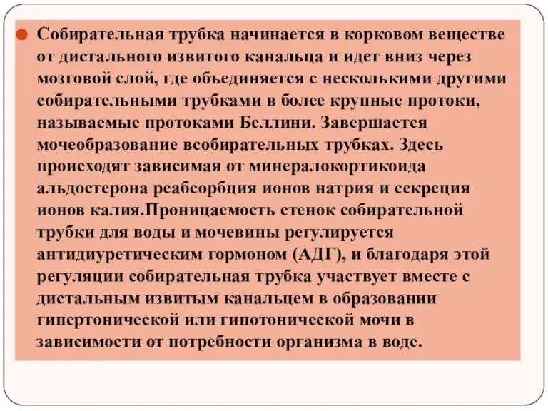 Собирательная трубка начинается в корковом веществе от дистального извитого канальца и идет