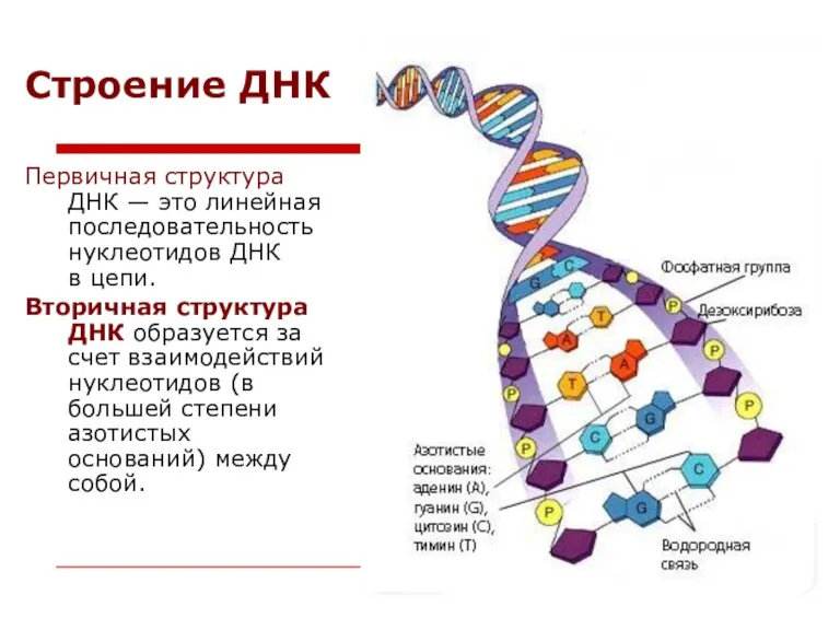 Строение ДНК Первичная структура ДНК — это линейная последовательность нуклеотидов ДНК в