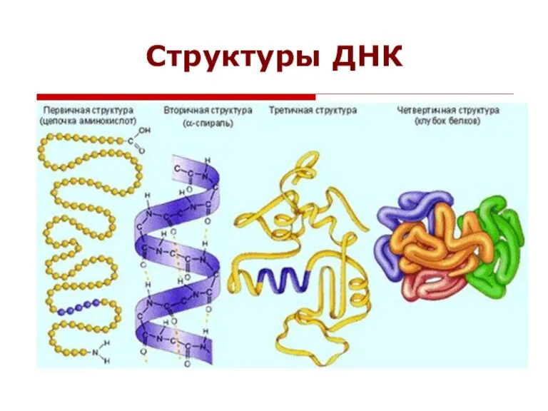 Структуры ДНК