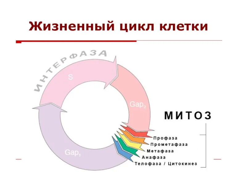 Жизненный цикл клетки