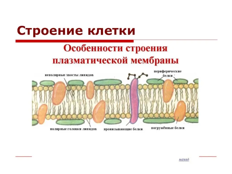 Строение клетки