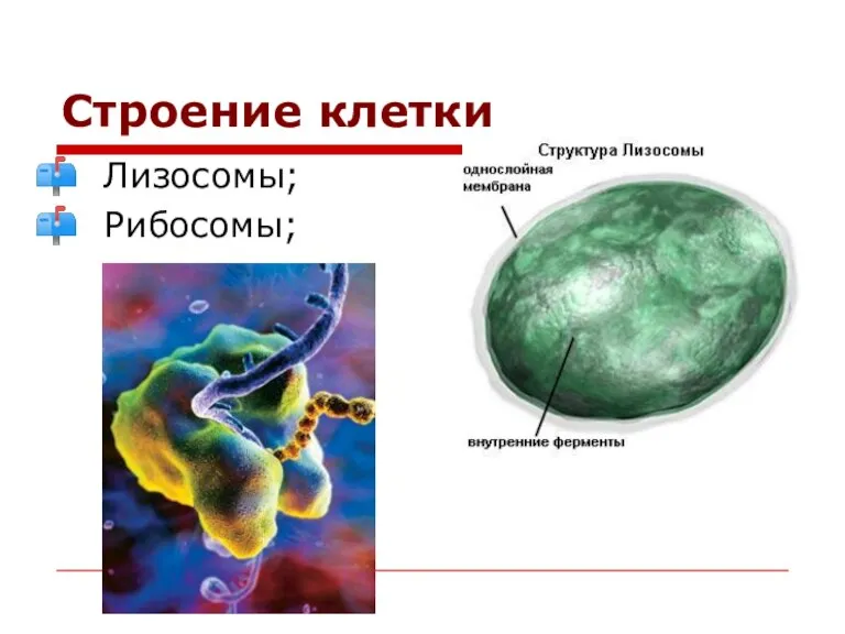 Строение клетки Лизосомы; Рибосомы;