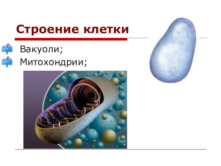 Строение клетки Вакуоли; Митохондрии;