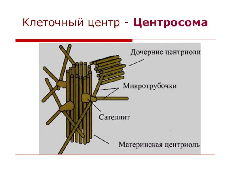 Клеточный центр - Центросома