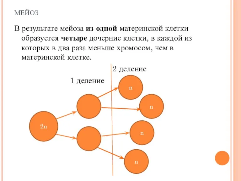 мейоз В результате мейоза из одной материнской клетки образуется четыре дочерние клетки,