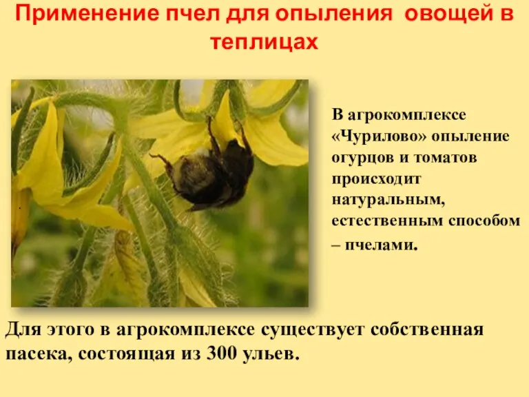 Применение пчел для опыления овощей в теплицах В агрокомплексе «Чурилово» опыление огурцов