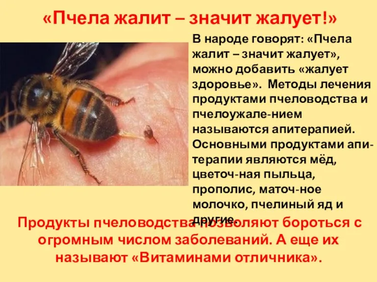 «Пчела жалит – значит жалует!» Продукты пчеловодства позволяют бороться с огромным числом