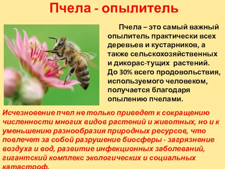 Пчела - опылитель Пчела – это самый важный опылитель практически всех деревьев