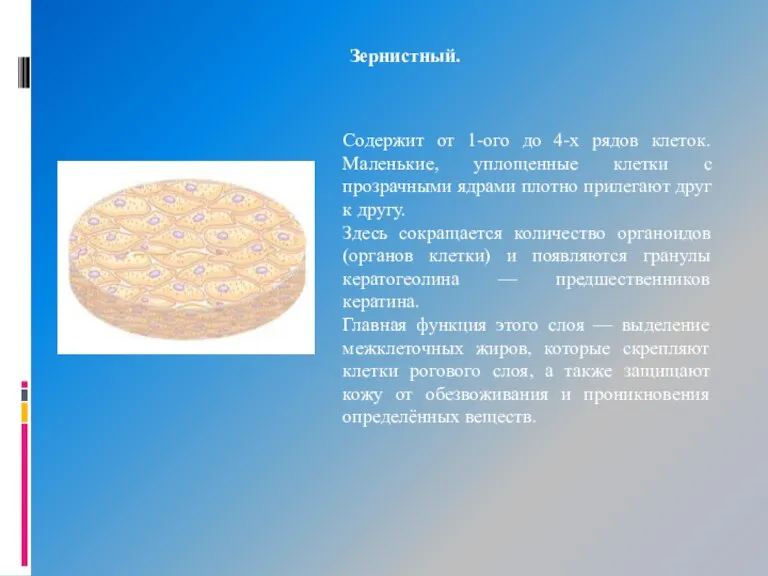 Зернистный. Содержит от 1-ого до 4-х рядов клеток. Маленькие, уплощенные клетки с