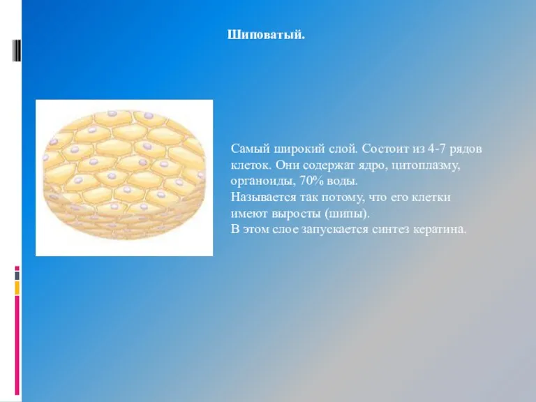 Самый широкий слой. Состоит из 4-7 рядов клеток. Они содержат ядро, цитоплазму,