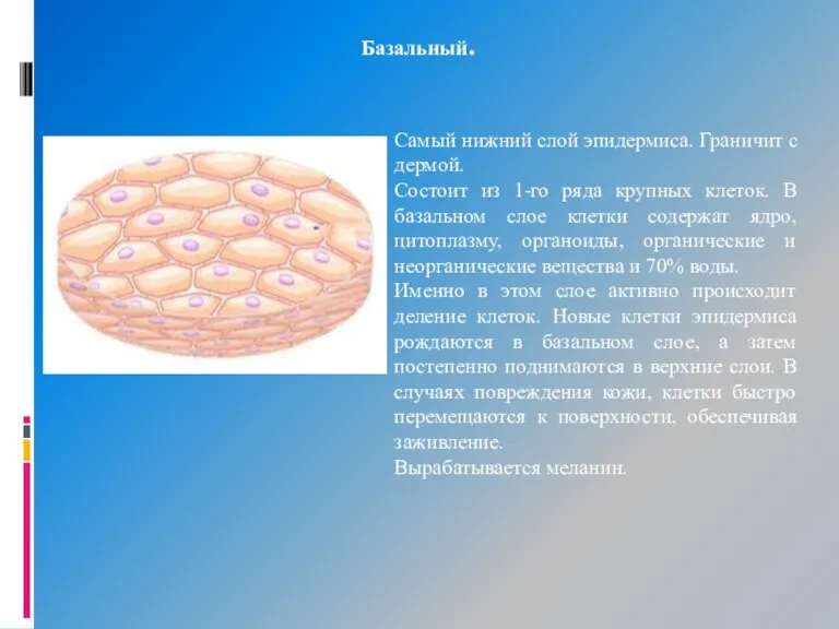 Самый нижний слой эпидермиса. Граничит с дермой. Состоит из 1-го ряда крупных