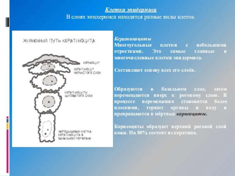 Клетки эпидермиса В слоях эпидермиса находятся разные виды клеток. Кератиноциты Многоугольные клетки