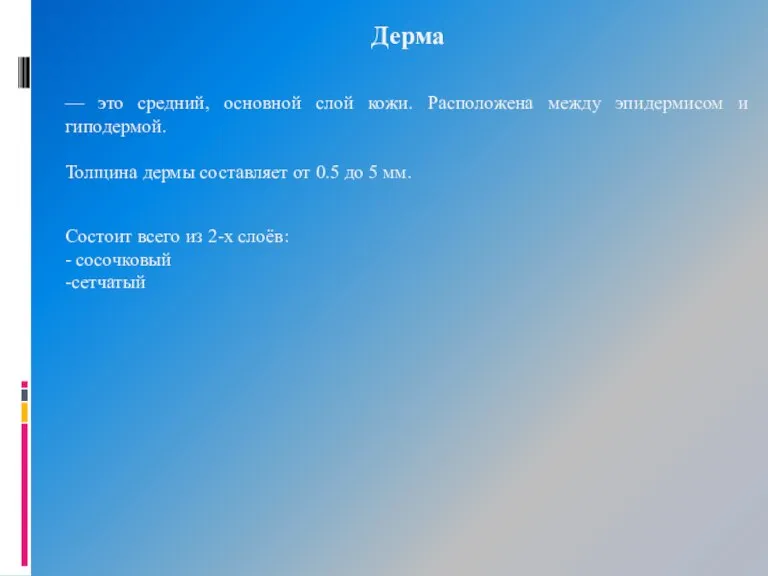 Дерма — это средний, основной слой кожи. Расположена между эпидермисом и гиподермой.