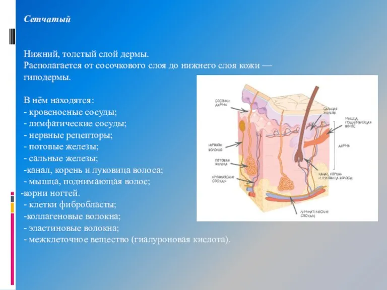 Сетчатый Нижний, толстый слой дермы. Располагается от сосочкового слоя до нижнего слоя