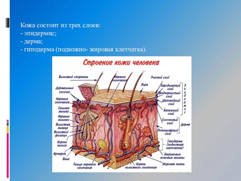 Кожа состоит из трех слоев: - эпидермис; - дерма; - гиподерма (подкожно- жировая клетчатка).