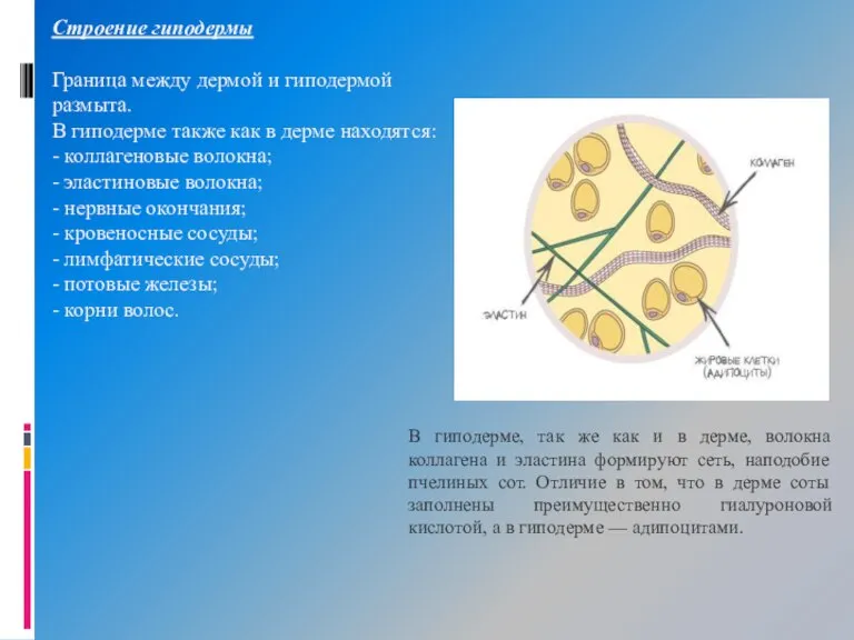 Строение гиподермы Граница между дермой и гиподермой размыта. В гиподерме также как