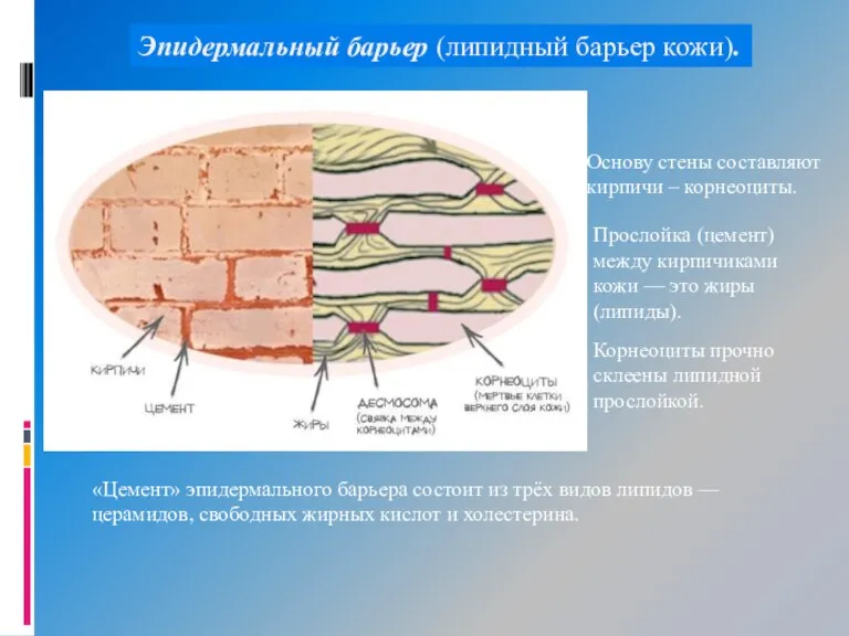 Эпидермальный барьер (липидный барьер кожи). Основу стены составляют кирпичи – корнеоциты. Прослойка