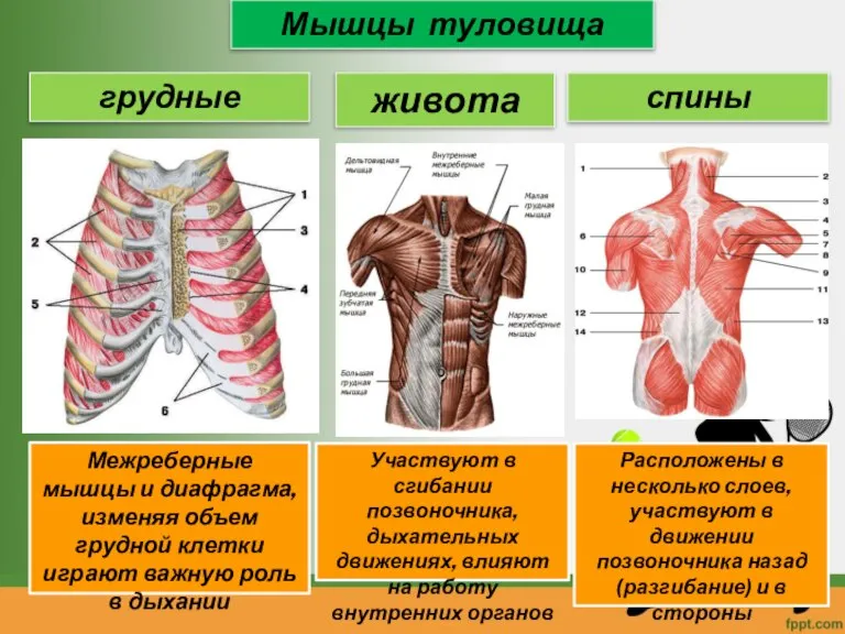 Мышцы туловища грудные живота Межреберные мышцы и диафрагма, изменяя объем грудной клетки