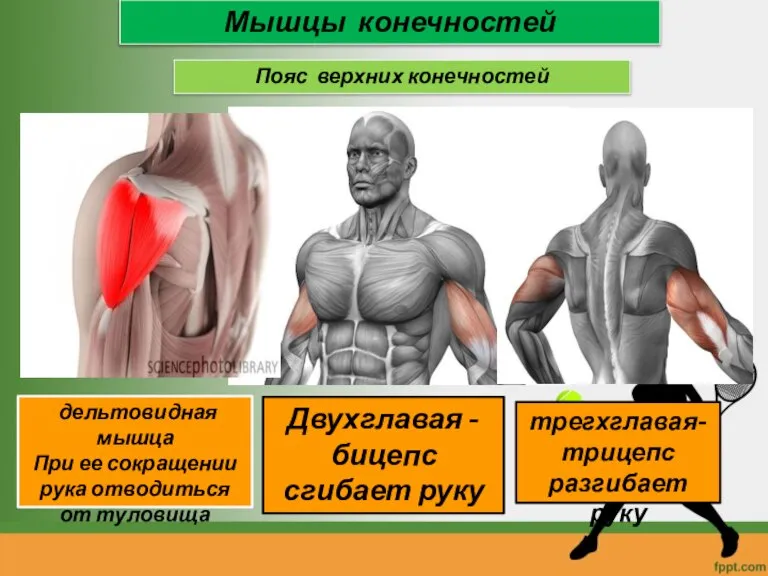 Мышцы конечностей Пояс верхних конечностей дельтовидная мышца При ее сокращении рука отводиться