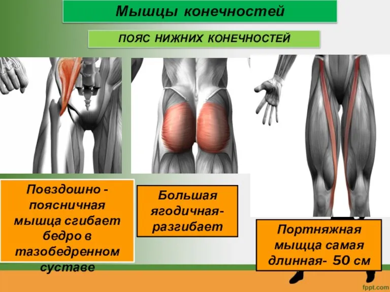 Мышцы конечностей ПОЯС НИЖНИХ КОНЕЧНОСТЕЙ Повздошно - поясничная мышца сгибает бедро в