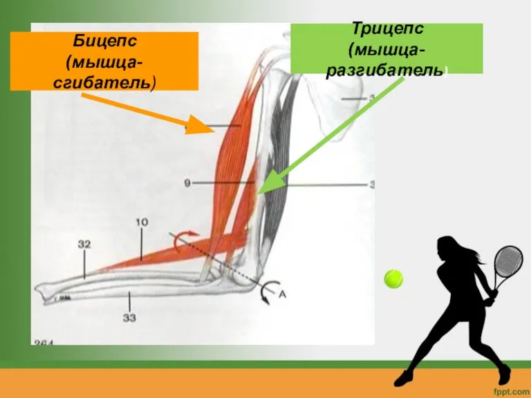 Бицепс (мышца-сгибатель) Трицепс (мышца-разгибатель)