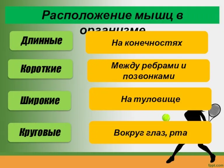 Расположение мышц в организме Длинные Короткие Широкие Круговые На конечностях Между ребрами