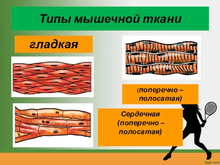 Типы мышечной ткани гладкая Сердечная (поперечно – полосатая) (поперечно – полосатая)